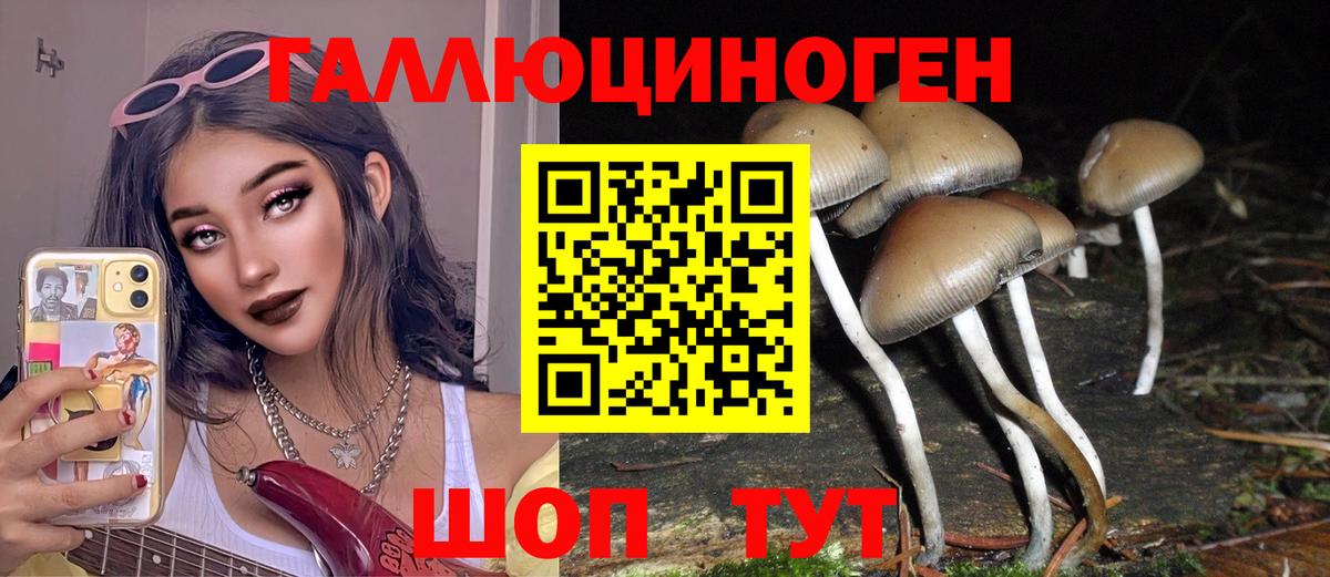Гусев  Галлюциногенные грибы Psilocybine cubensis  Вход с VPN 